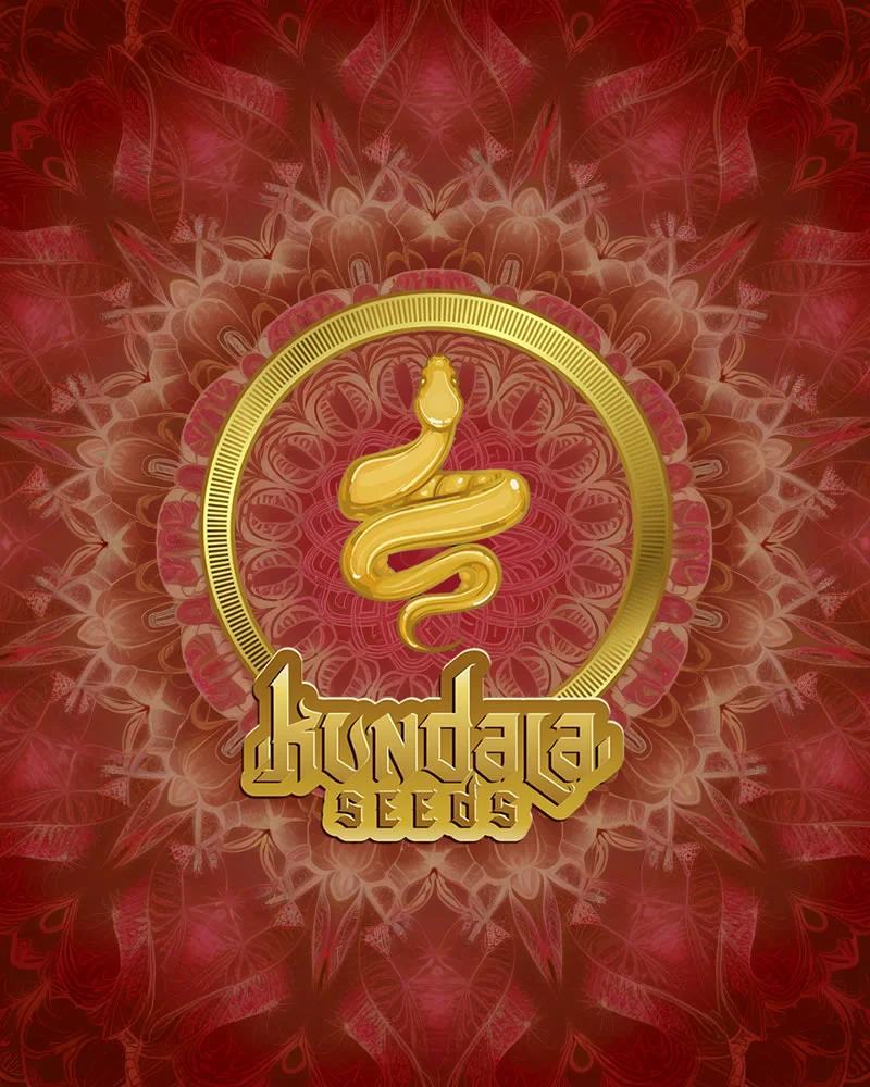 kundalaseeds-fem Semillas Kundalaseeds Feminizadas